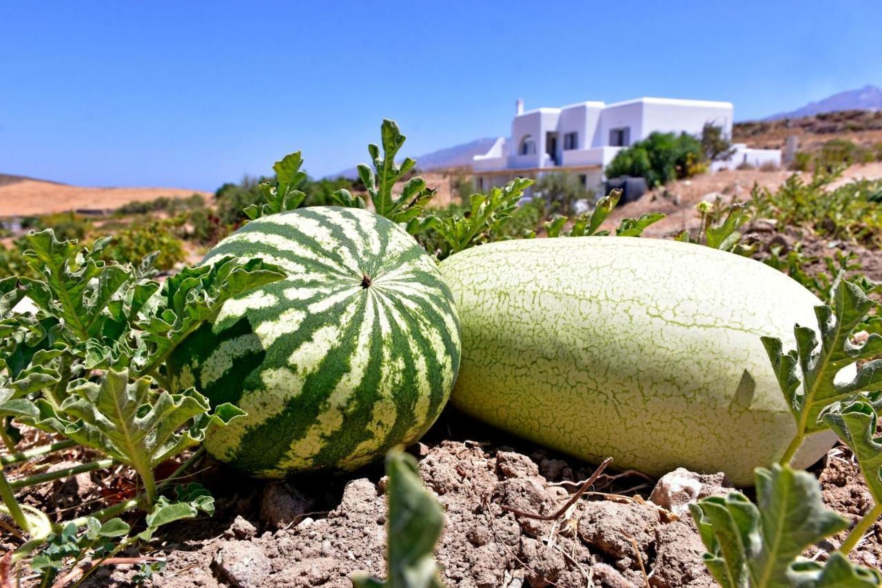 Relaxia Estate Naxos Leilighet Galini  Eksteriør bilde